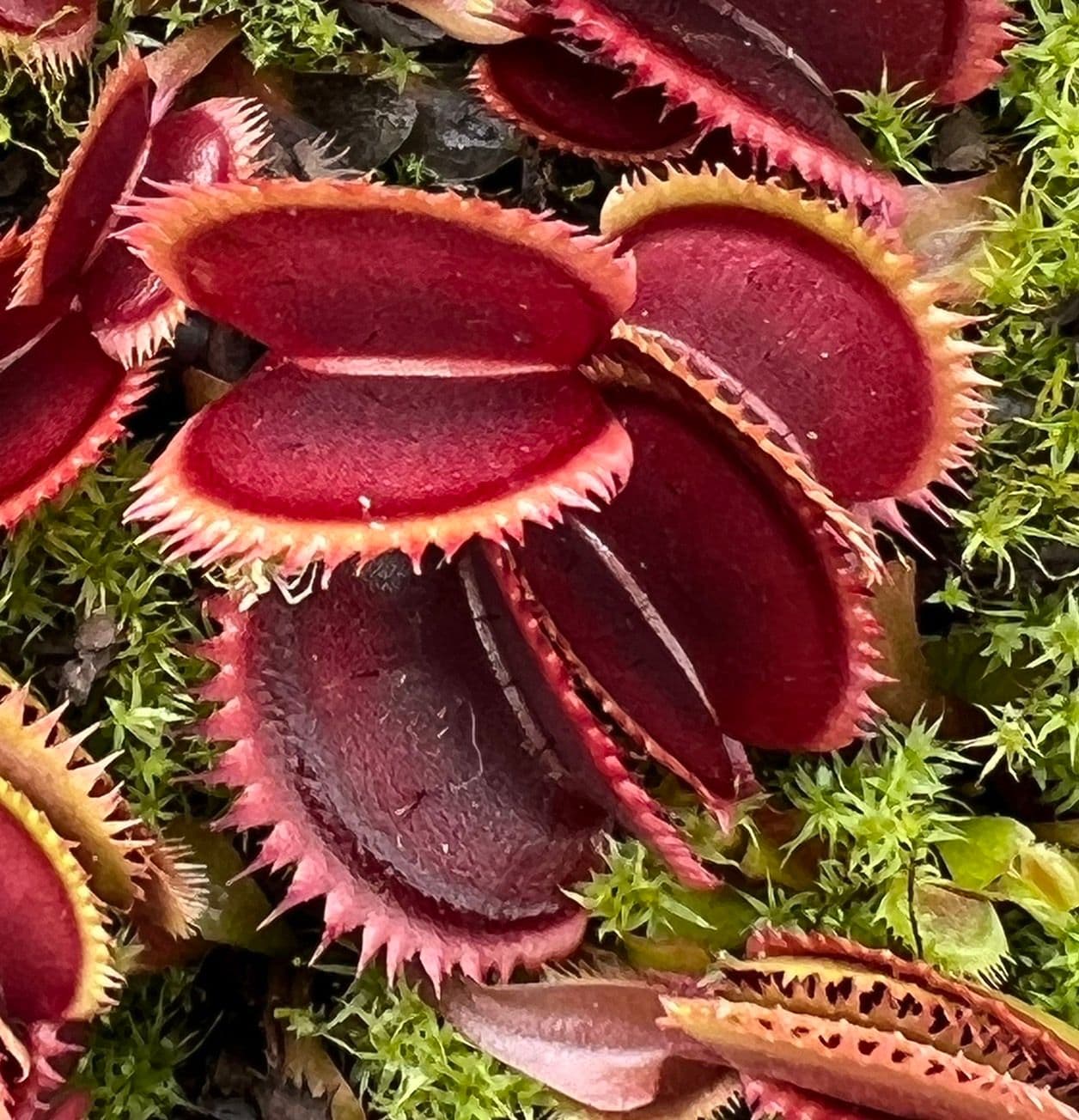 Red Venus Flytrap – Rare Carnivorous Plant | Live Dionaea Muscipula for Home & Garden