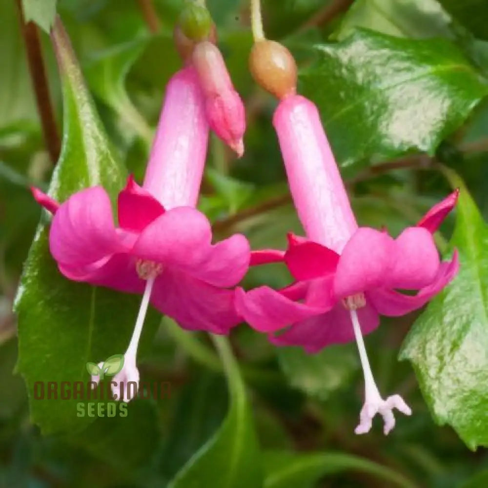 Fuchsia Bacillaris Seeds - Exquisite Flowers For Your Planting Instructions Included