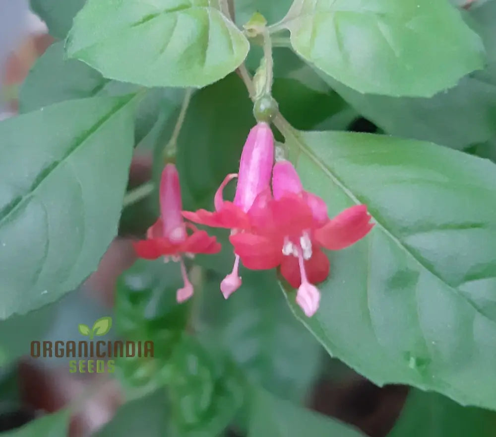 Fuchsia Bacillaris Seeds - Exquisite Flowers For Your Planting Instructions Included