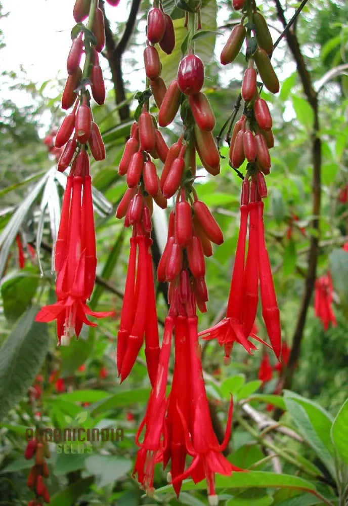 Fuchsia Boliviana Seeds - Exotic Planting Variety For Your Garden