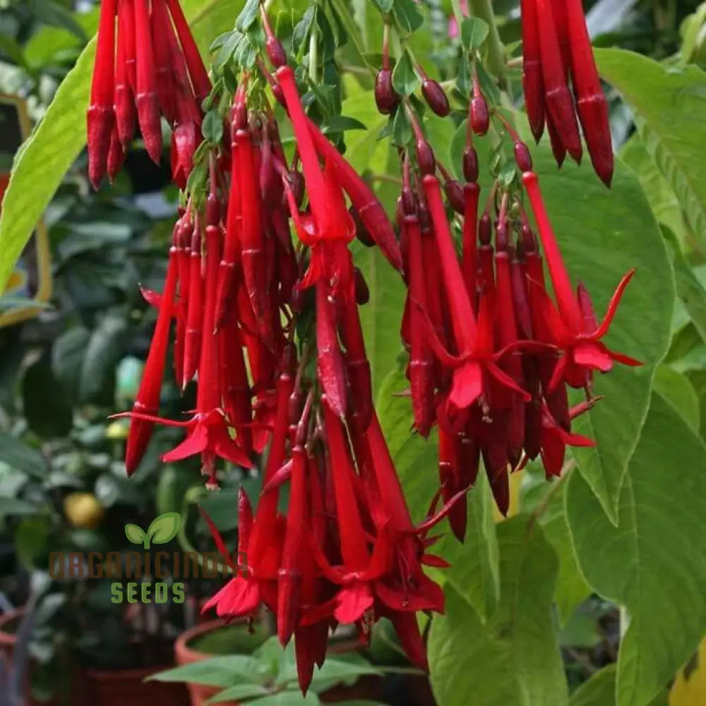 Fuchsia Boliviana Seeds - Exotic Planting Variety For Your Garden