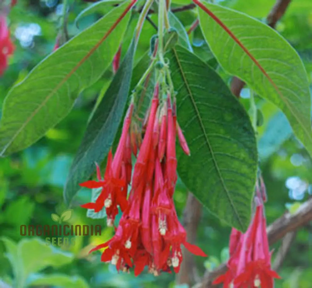 Fuchsia Boliviana Seeds - Exotic Planting Variety For Your Garden