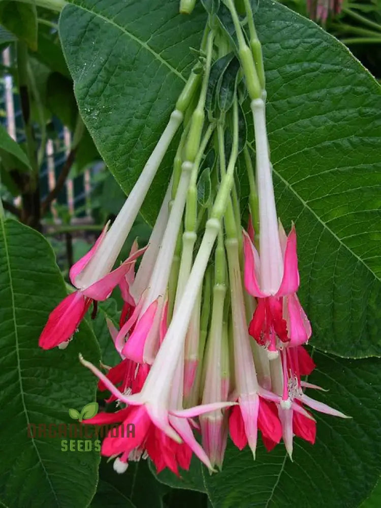 Fuchsia Boliviana ’White’ Seeds - Exotic Planting Variety For Your Garden