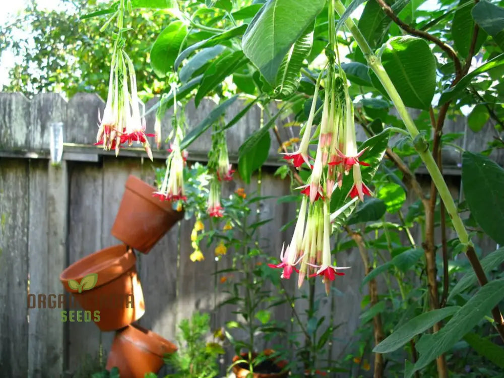 Fuchsia Boliviana ’White’ Seeds - Exotic Planting Variety For Your Garden