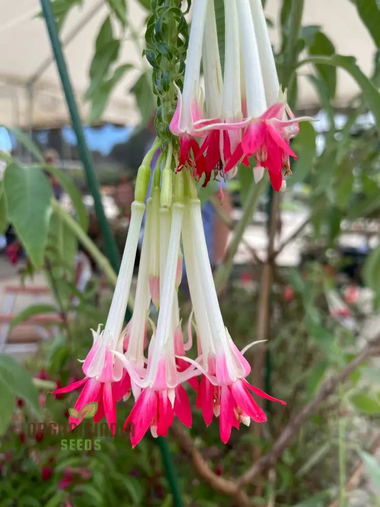 Fuchsia Boliviana ’White’ Seeds - Exotic Planting Variety For Your Garden