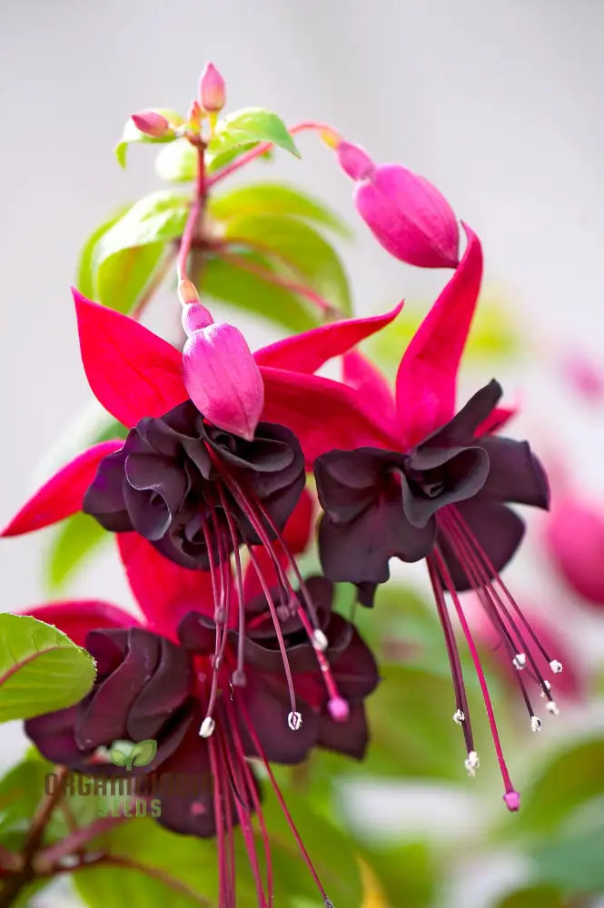 Fuchsia Pink Flower Seeds Ideal for Landscaping and Garden Beds