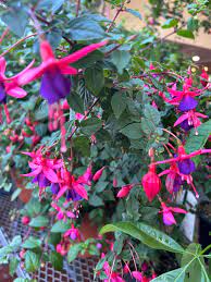 Fuchsia Seeds Producing Long-Lasting Blooms from Late Spring to Fall