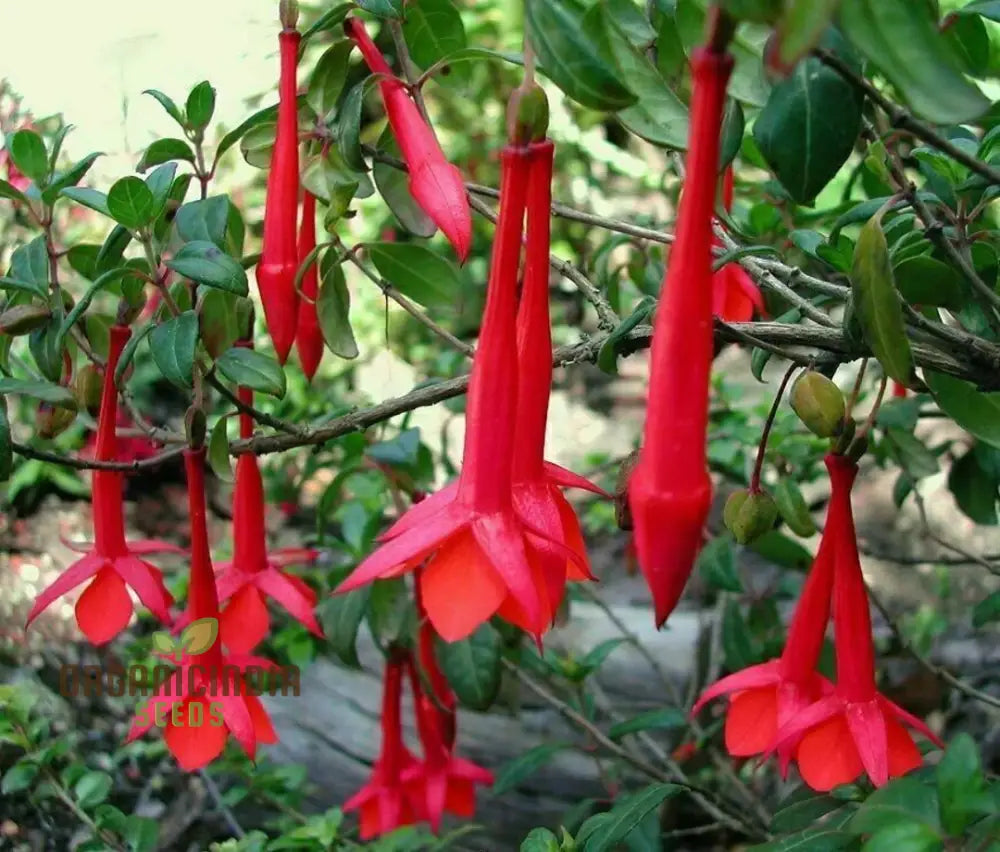 Fuchsia Vulcanica seeds sprouting into healthy seedlings