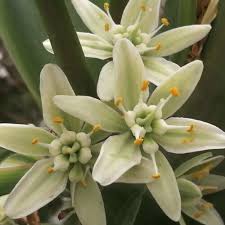 Furcraea Longaeva Garden Seeds for Architectural Succulent Planting