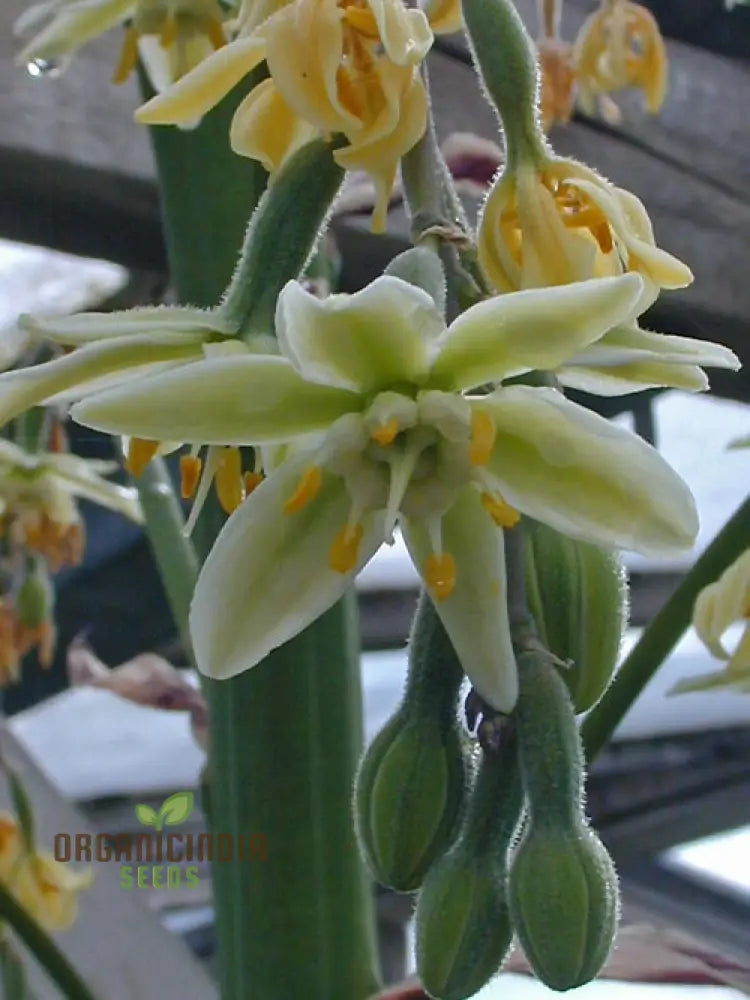 Furcraea Longaeva Seeds for Exotic Succulent Garden Planting