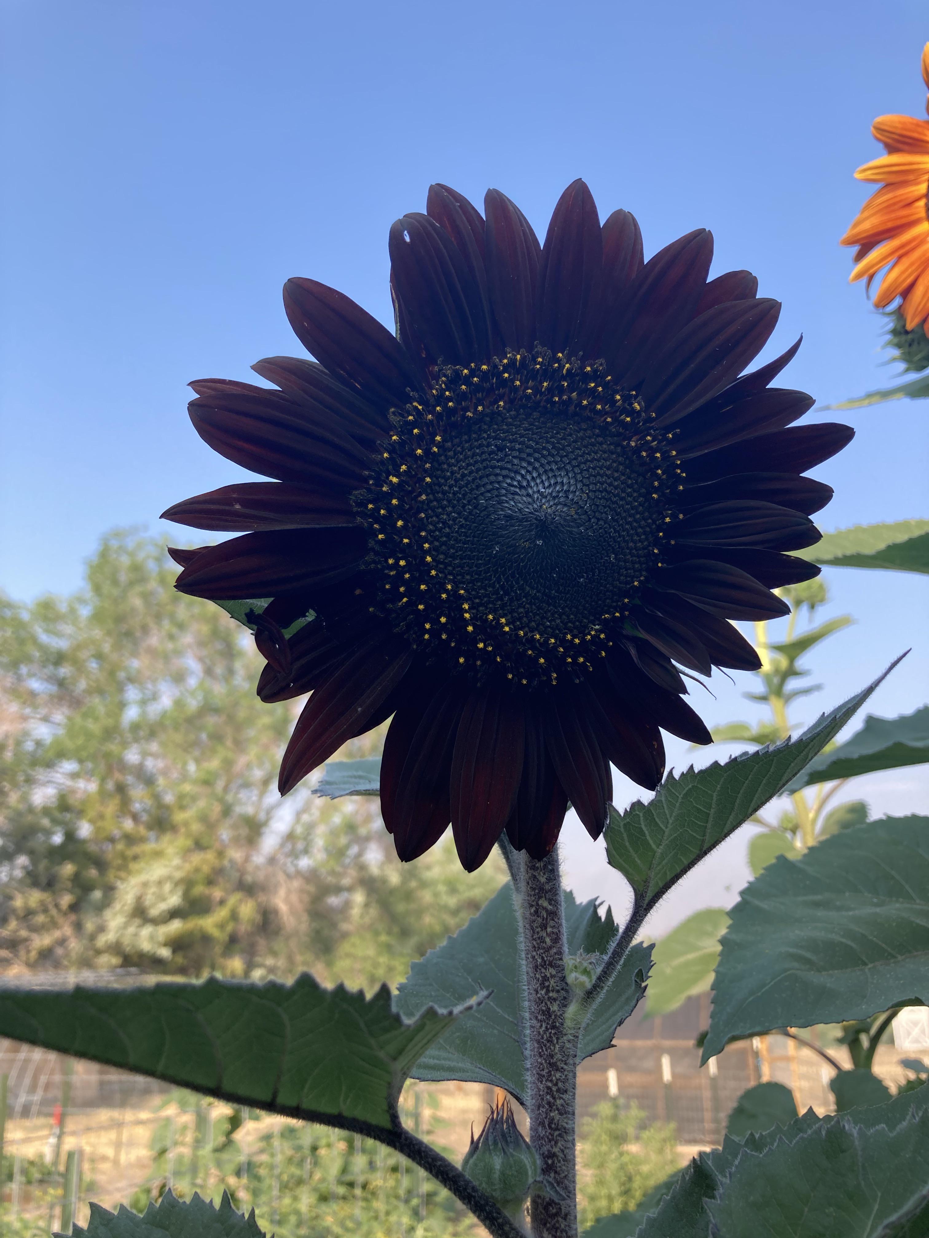 Semillas frescas de girasol negro profundo para plantar - Crecimiento en jardín para 50 piezas