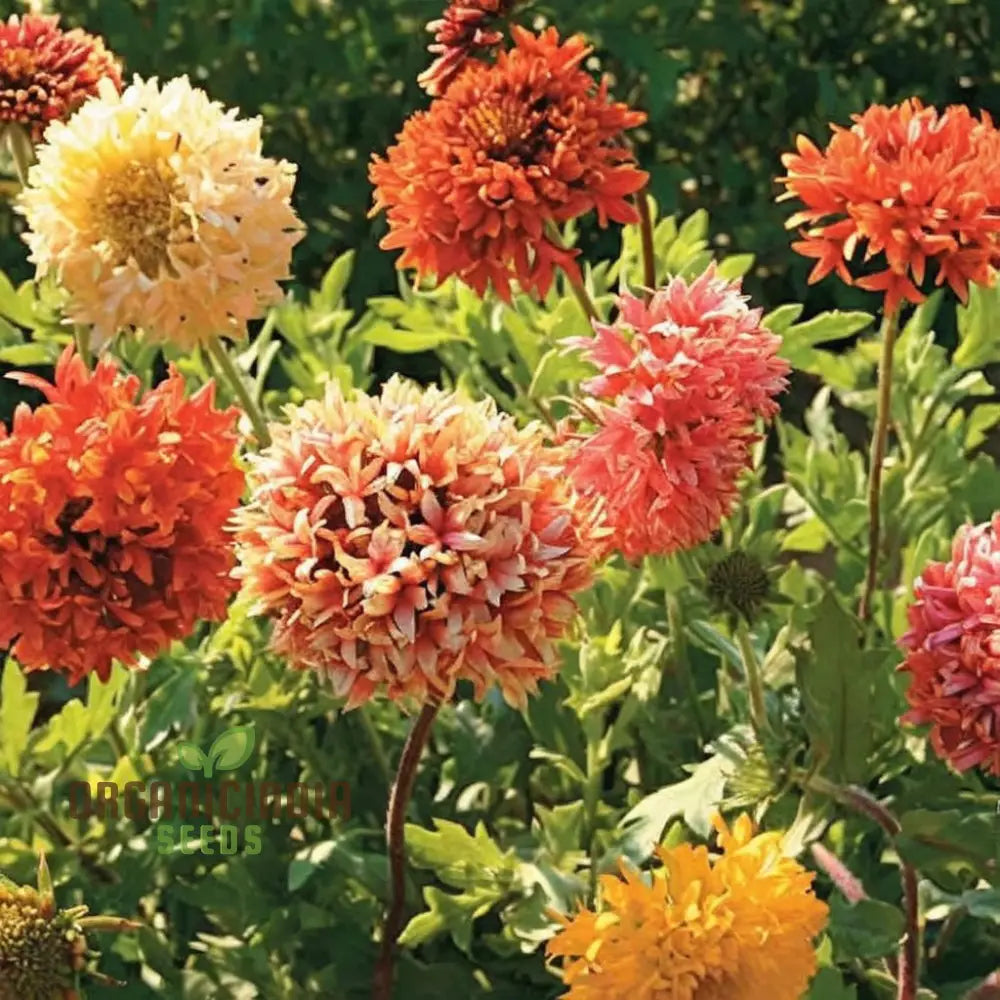 Gaillardia Double Mixed Flower Seeds for Vibrant Garden Blooms