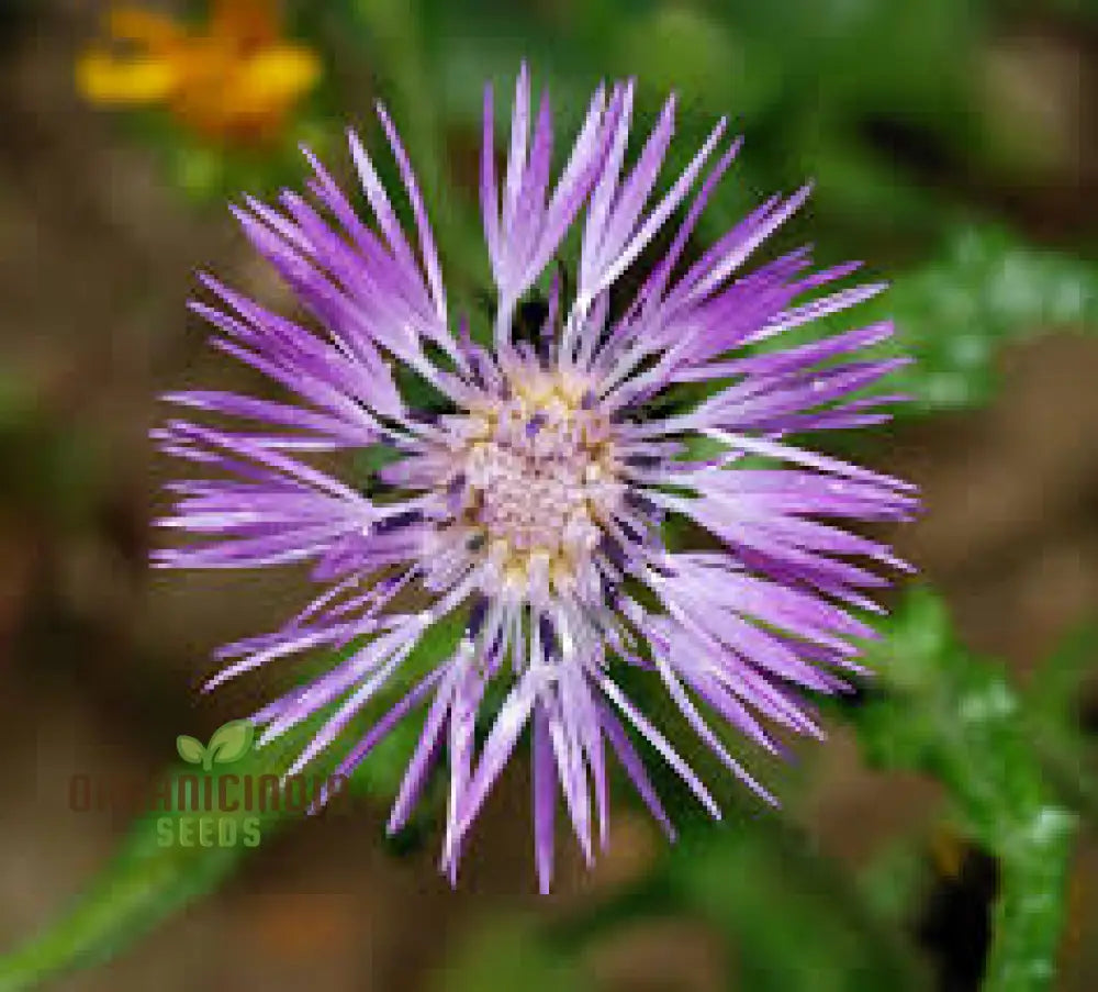 Galactites Tomentosa Seeds - Exquisite Gardening Delight For Enthusiasts Rare Mediterranean