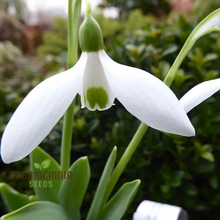 Galanthus Elwesii Flower Seeds For Planting Elegant Snowdrop Flowers For A Charming And Early