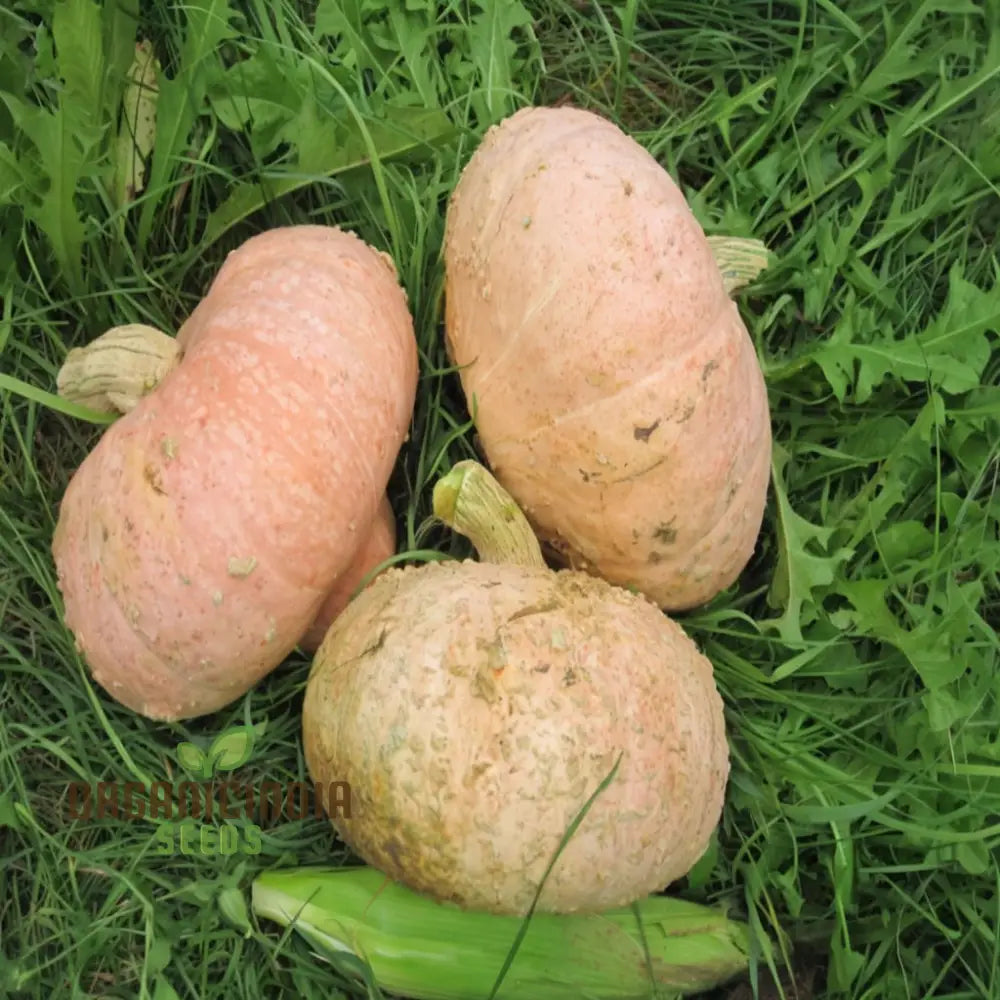 Harvested Galeux d'Eysines Squash from Seeds, Sweet and Nutty Winter Squash