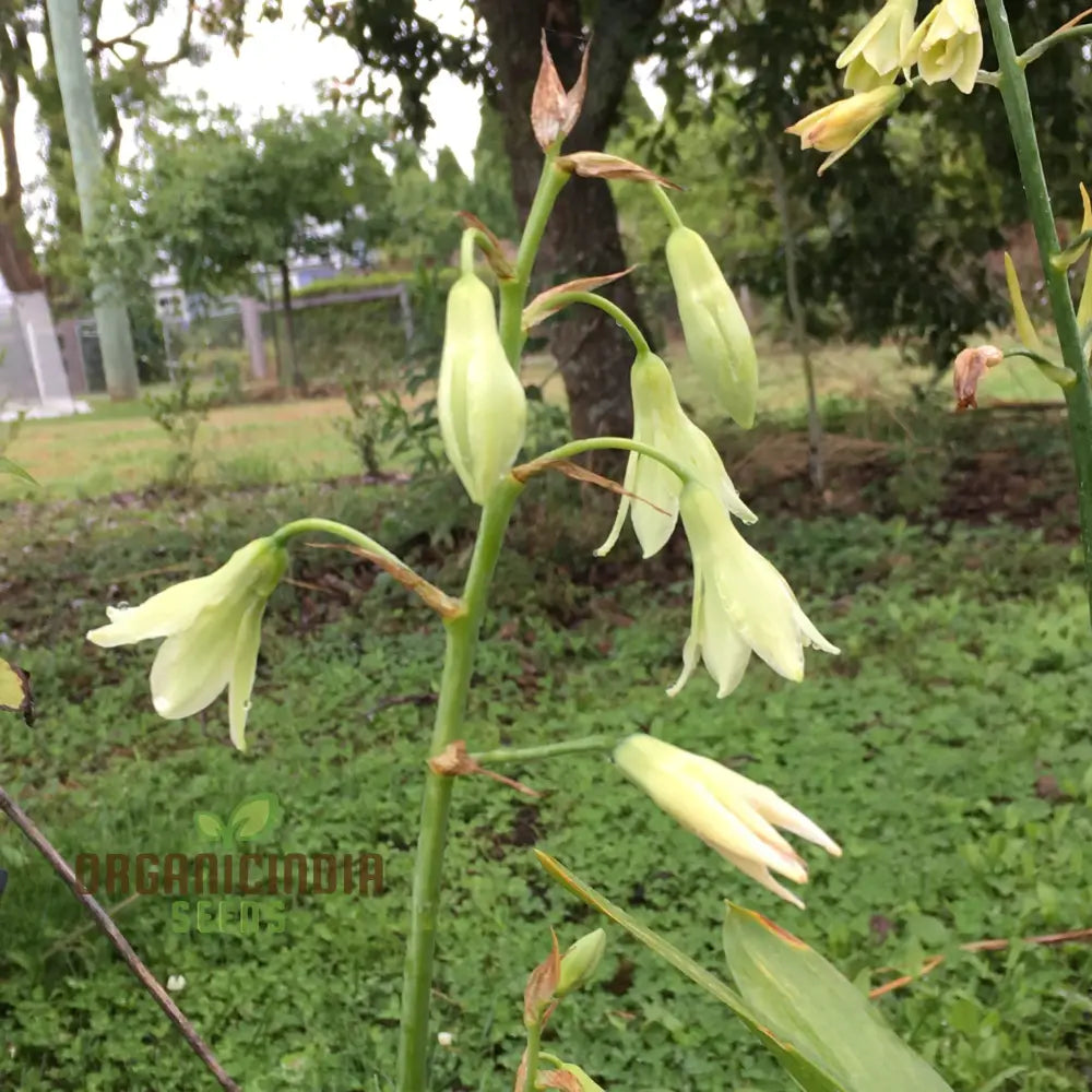 Galtonia Princeps Seeds For Planting - Premium Quality A Stunning Garden Display