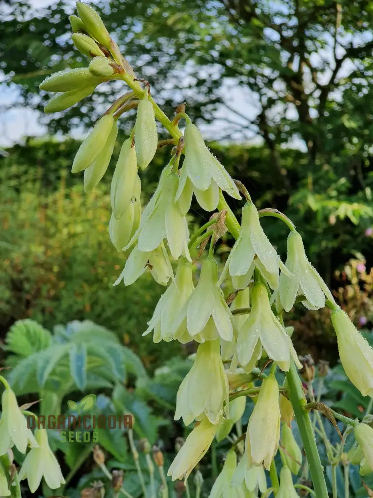 Galtonia Princeps Seeds For Planting - Premium Quality A Stunning Garden Display