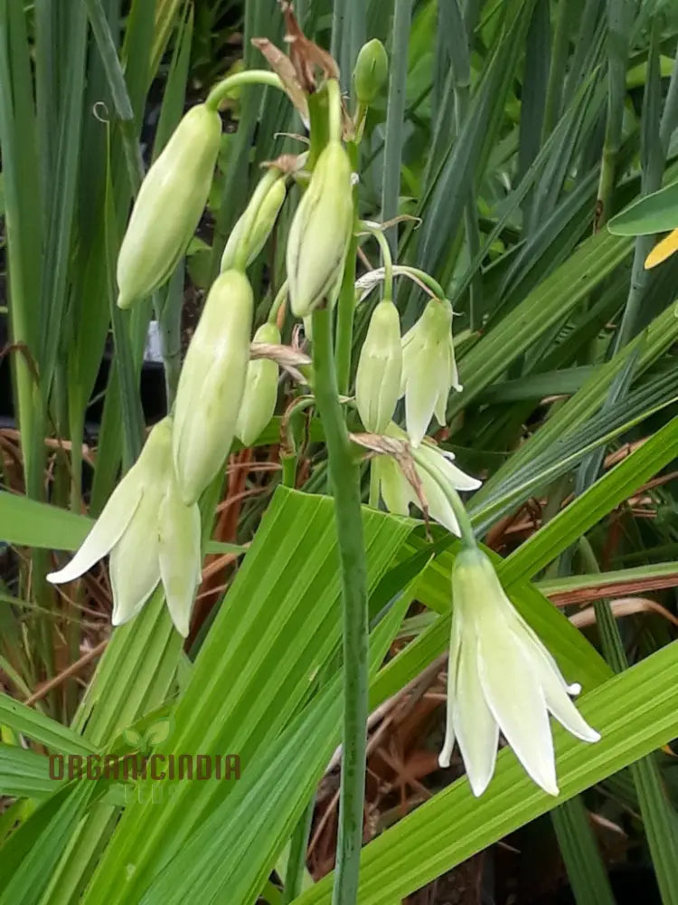 Galtonia Princeps Seeds For Planting - Premium Quality A Stunning Garden Display