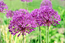 Garden Allium Purple Seeds for Borders and Landscaping