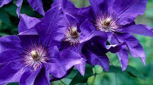 Clematis seeds for arches, railings, and garden walls