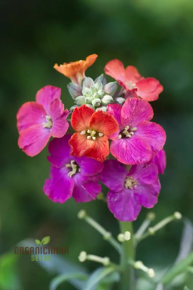 Erysimum seeds for garden borders colorful blooms