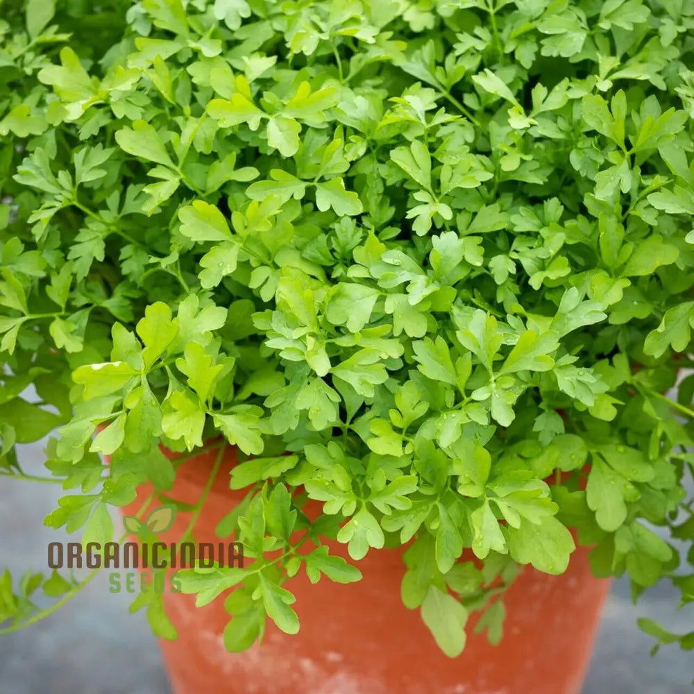 Garden Cress Seeds for Planting Fresh Nutritious Greens