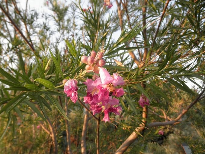 Garden Desert Willow seeds for warm climate planting