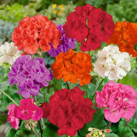 Easy to Grow Geranium Seeds for Flower Gardening