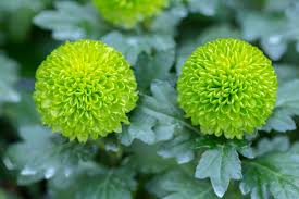 Garden Lime Green Zinnia Seeds for Bright Seasonal Blooms