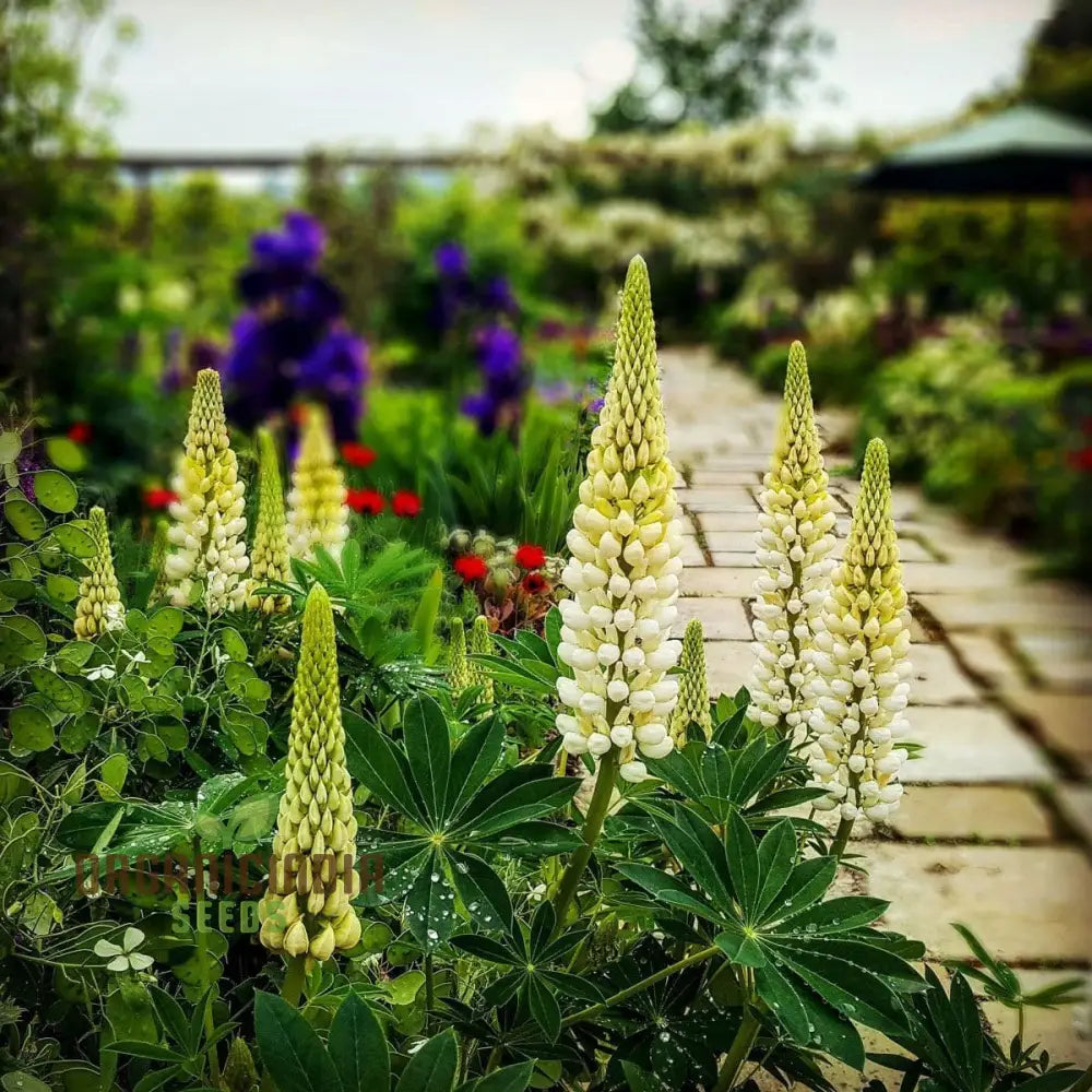 Yellow Lupine Flower Seeds for Garden Planting