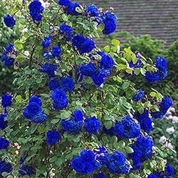 Garden rose tree seeds for borders and pathways