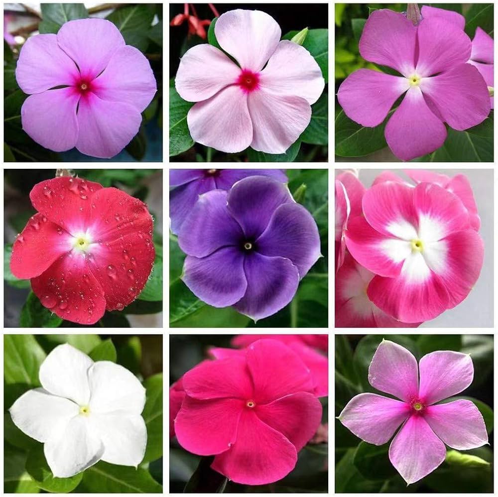 Garden Vinca seeds for borders and sunny areas