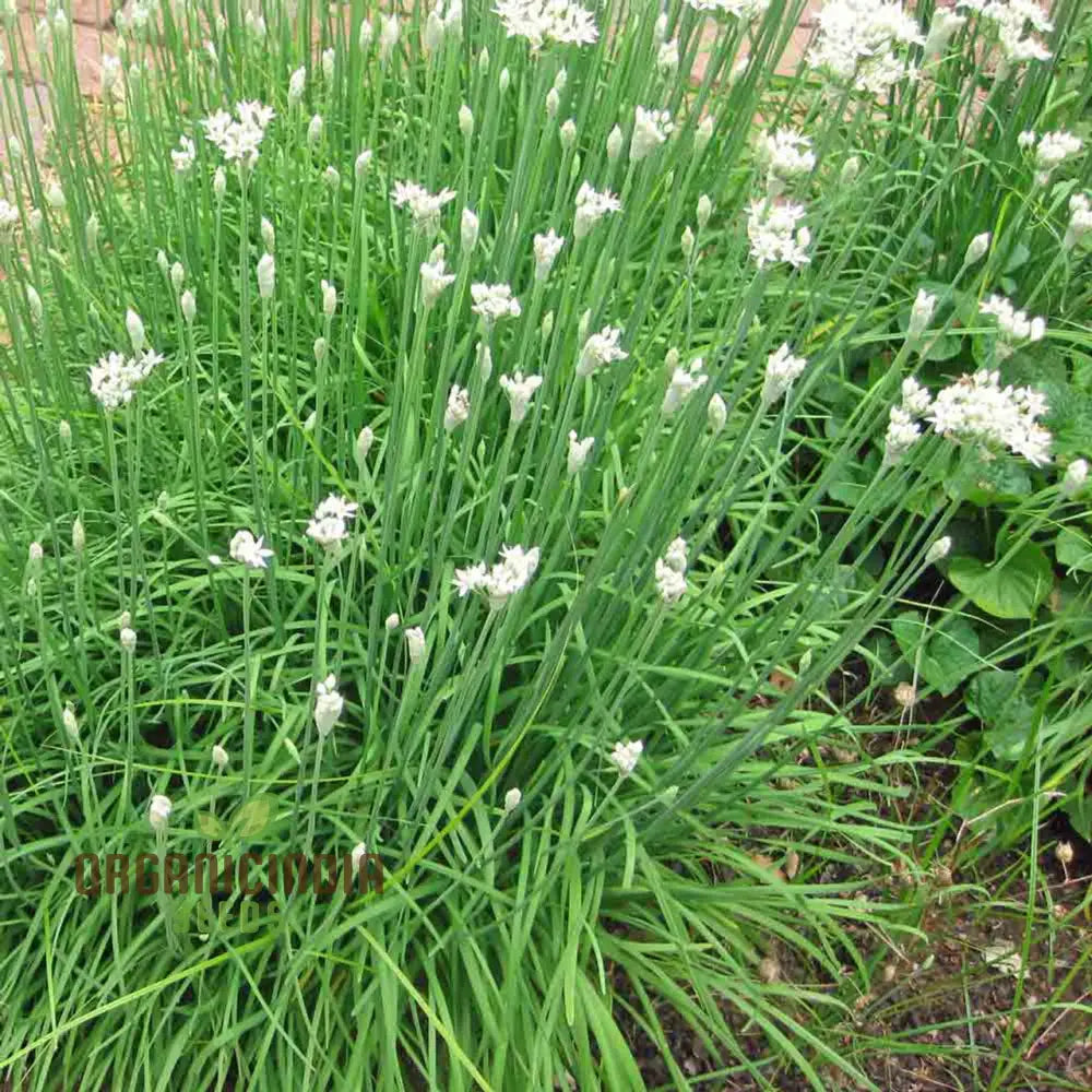 Garlic Chive Seeds Growing in Containers – Fresh Herb for Home Garden
