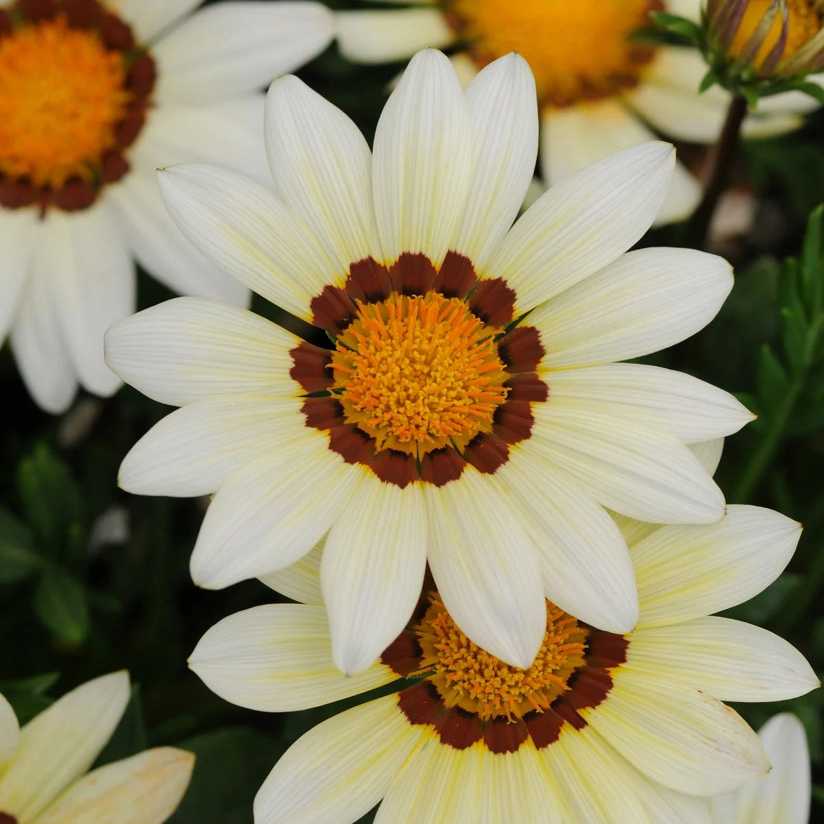 Gazania Daybreak White seeds for planting bright garden flowers
