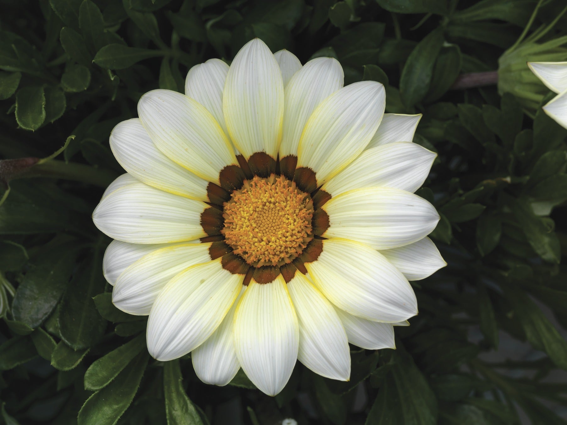 Gazania Daybreak White seeds growing into healthy seedlings