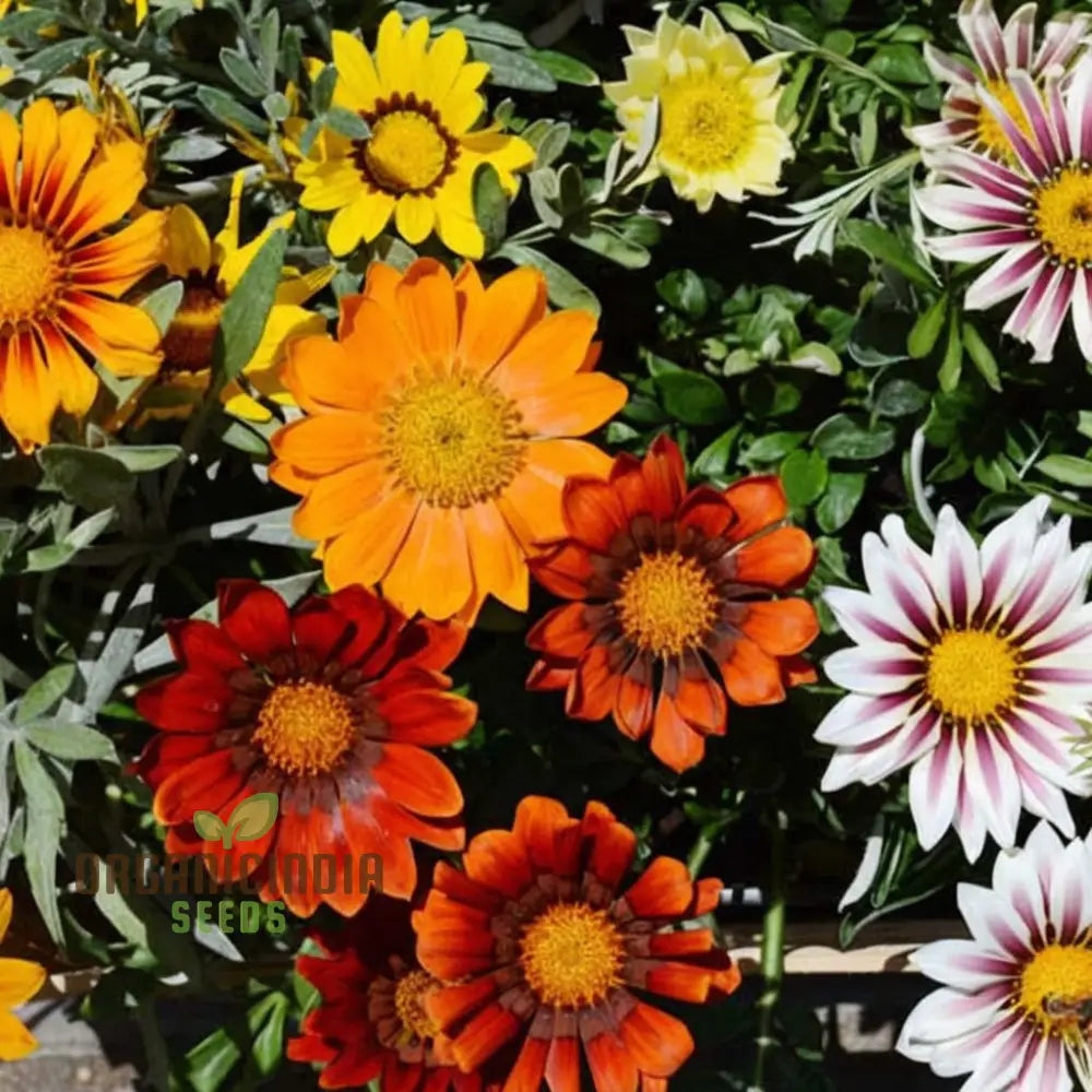 Gazania Hybrid Mixed Color Flower Seeds - Bright And Bold Blooms For Eye-Catching Gardens