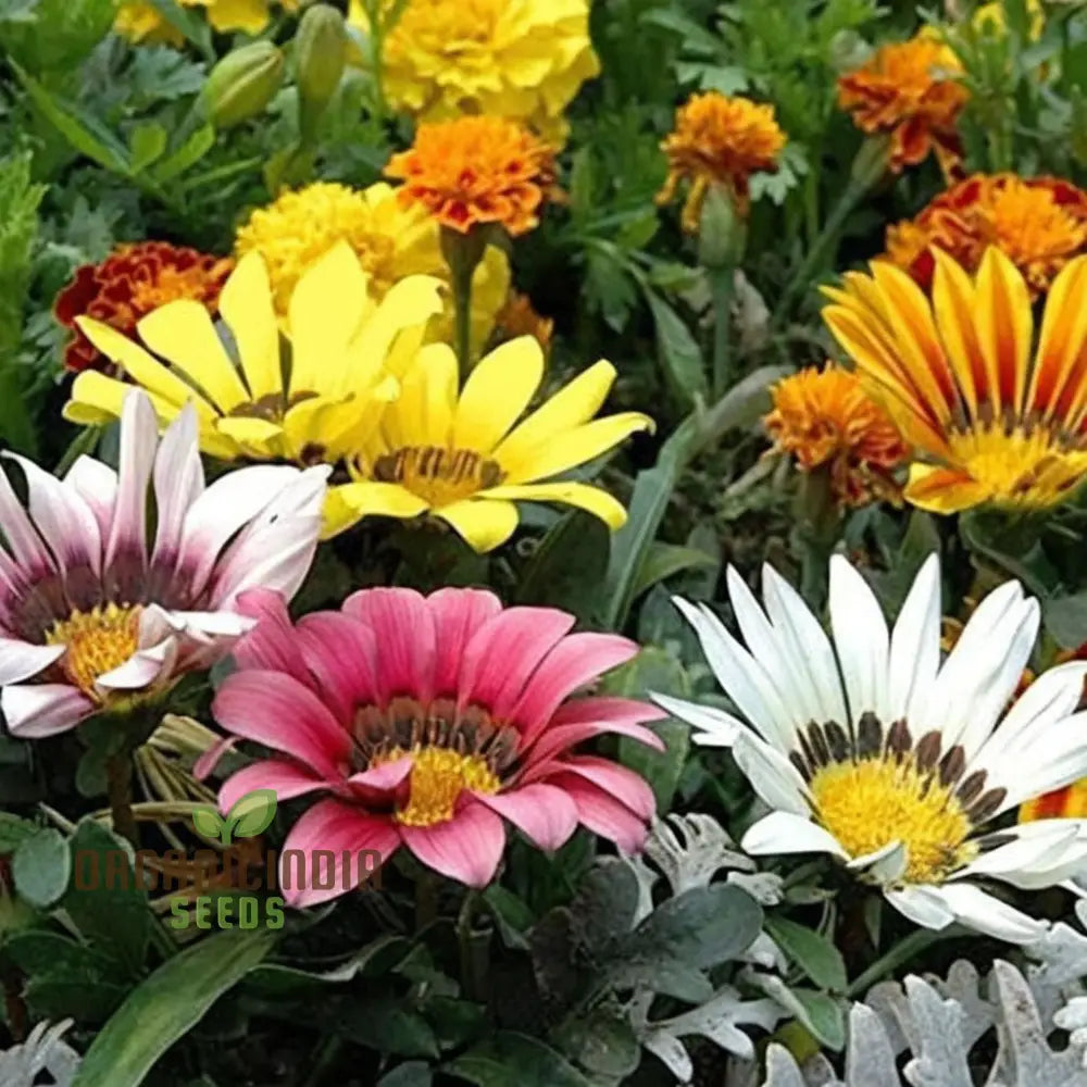 Gazania Hybrid Mixed Color Flower Seeds - Bright And Bold Blooms For Eye-Catching Gardens