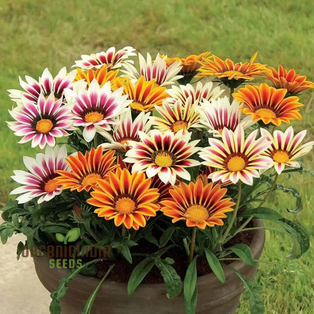 Gazania mixed color flowers blooming in garden