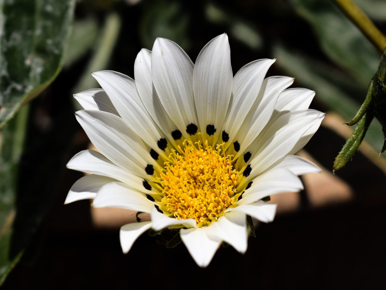 Gazania Daybreak White seeds plant growth in garden bed