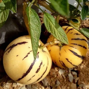 Pepion Solanum Muricate Melon Pear Fruit Seeds