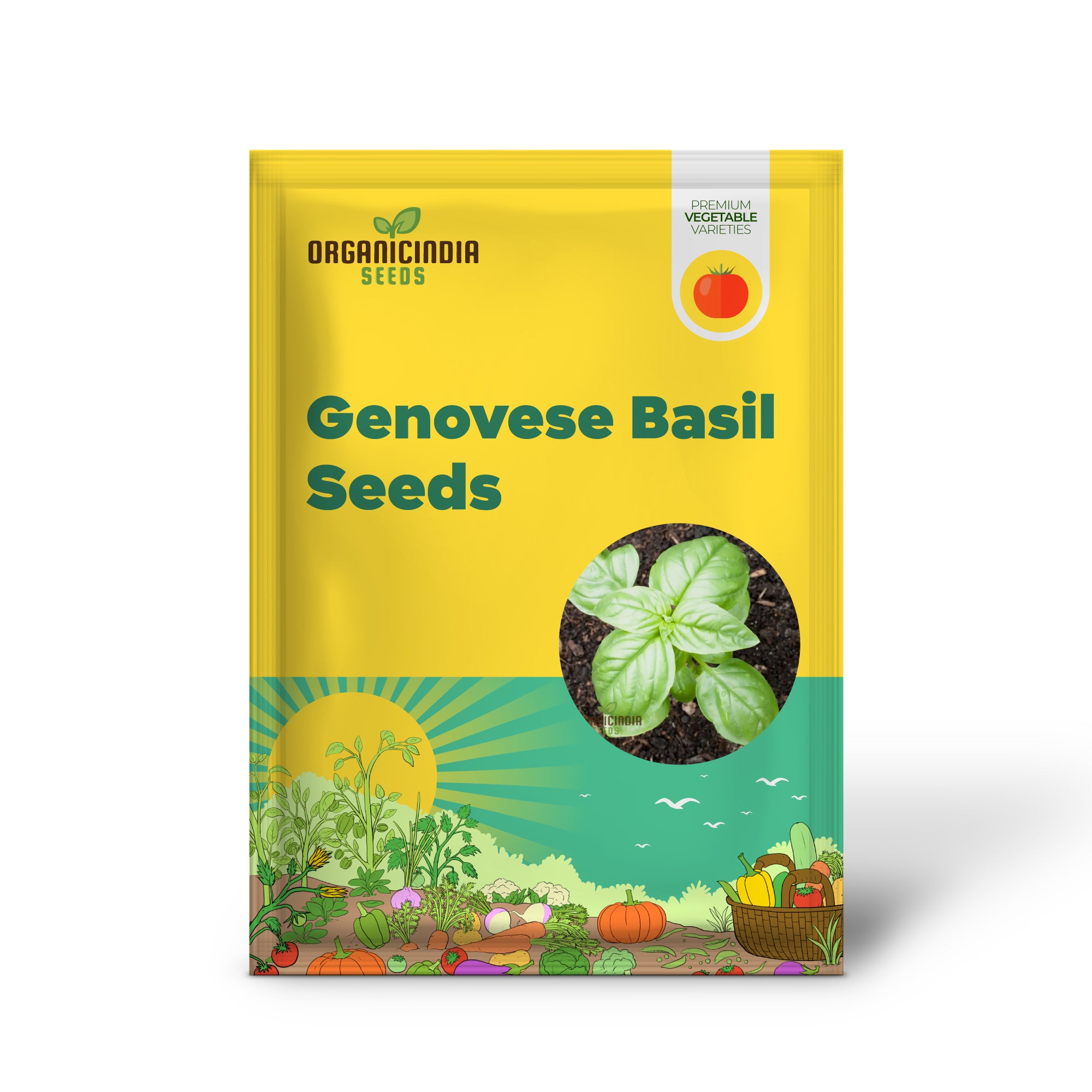 Genovese Basil Seedlings Growing in Garden, Easy-to-Grow Herb Seeds
