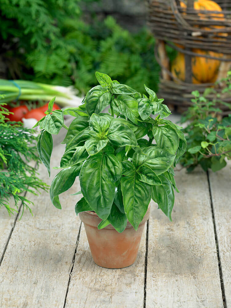 Genovese Basil Seeds for Planting Organic Heirloom Culinary Herb