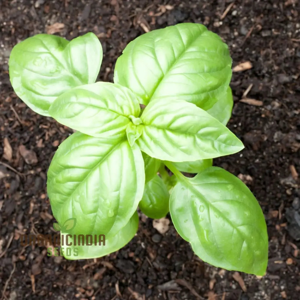 Genovese Basil Seeds for Home Garden, Aromatic Culinary Herb Seeds