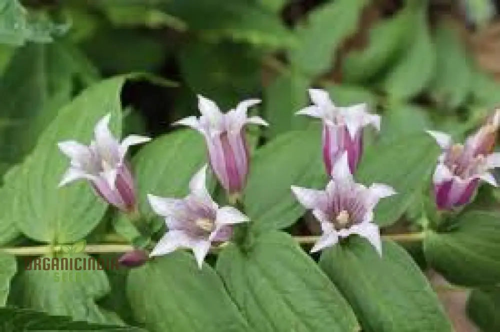 Gentiana Asclepiadea ’Pink Cascade’ Seeds - Stunning Perennial For Shaded Gardens Ideal Adding