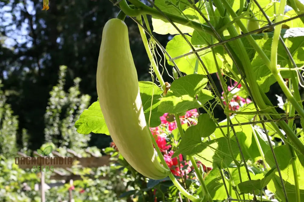 Light orange carrot plant grown from carrot seeds