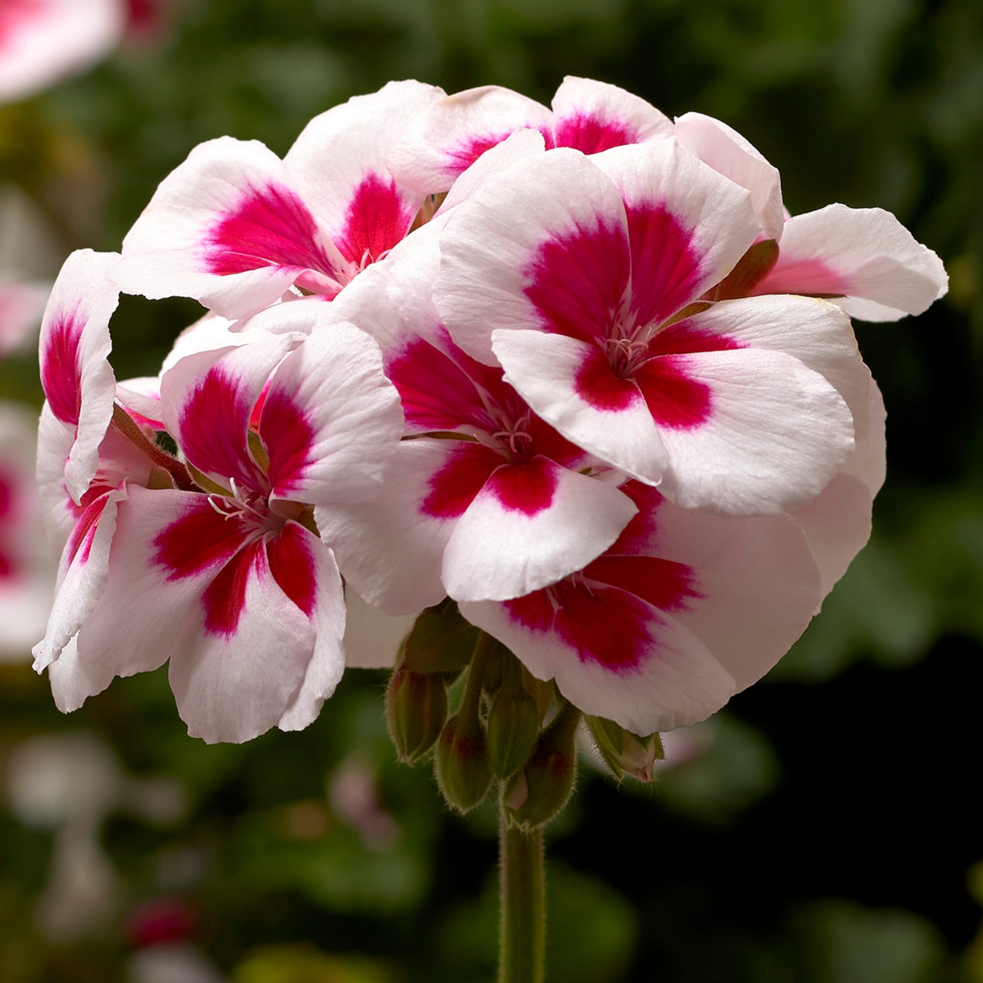 Closeup of Red & White Geranium Bi-Color Flowers from Seeds