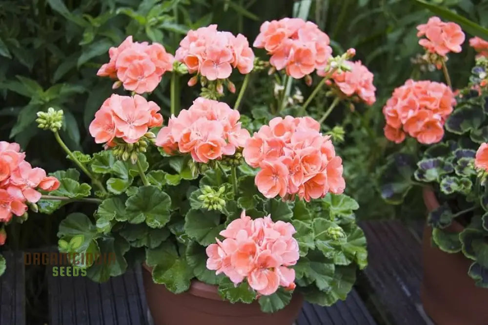 Cream Geranium Flowers in Pot Container