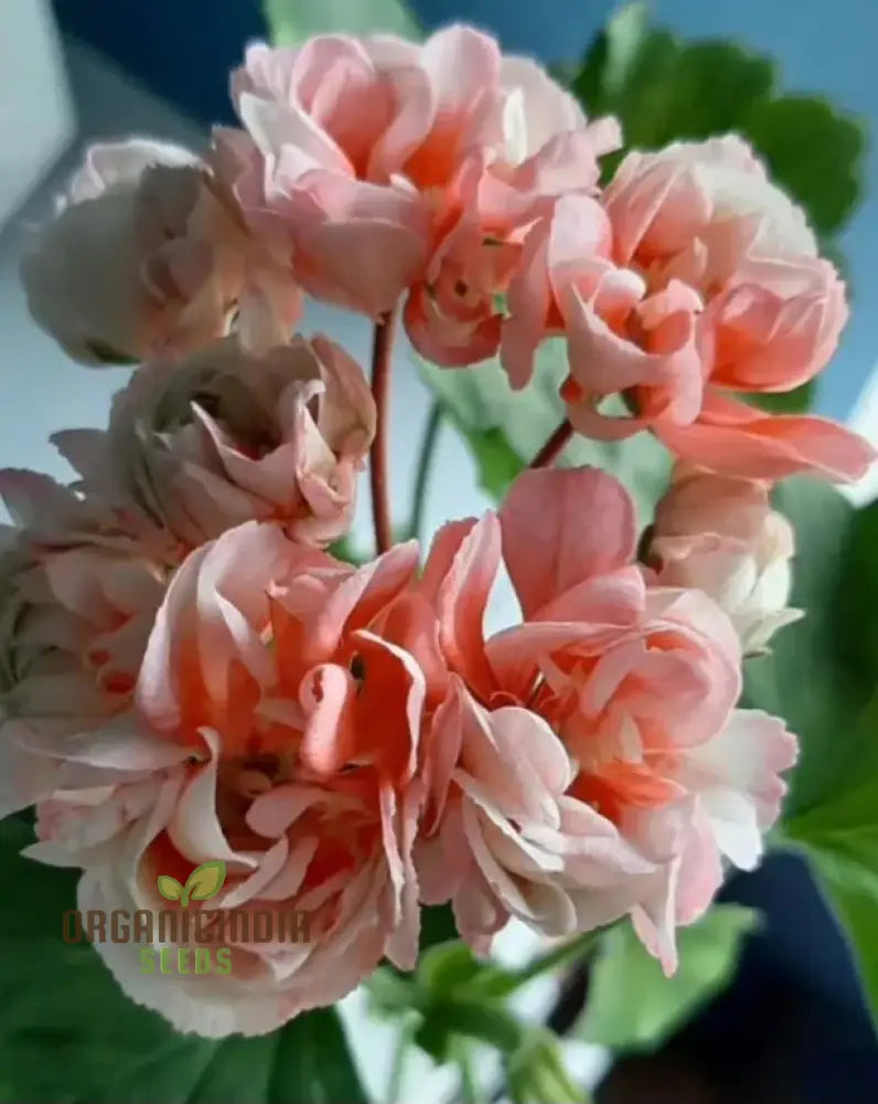 Geranium Cream Color Plants Growing in Garden Border