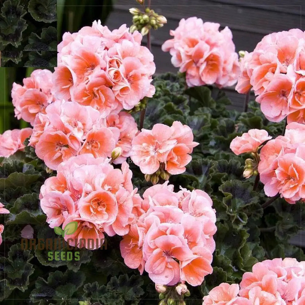 Geranium Cream Color Flower Seeds for Planting