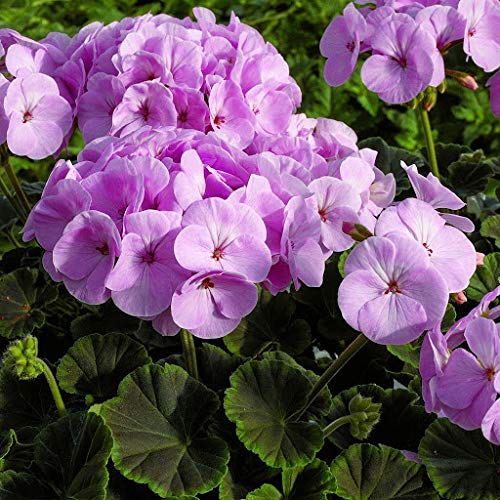 Geranium Flower Seeds for Vibrant Garden Blooms